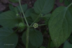Physalis micrantha